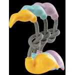 Gimdog Flamingo Corda E Tpr - immagine 2